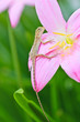 reptile on flower