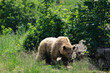 the grizzly