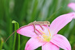 reptile on flower