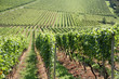 Weinreben