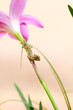 reptile on flower