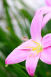 reptile on flower