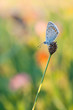 Foto: Bläuling Bläuling