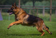 Deutscher Schäferhund