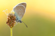 Foto: Bläuling Bläuling