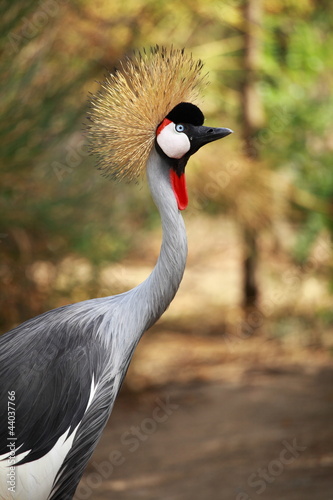 Photo: Grey Crowned Crane on blured background Grey Crowned Crane on blured background