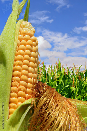 Photo: Ear of corn against a field under clouds Ear of corn against a field under clouds