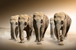 Herd of elephants