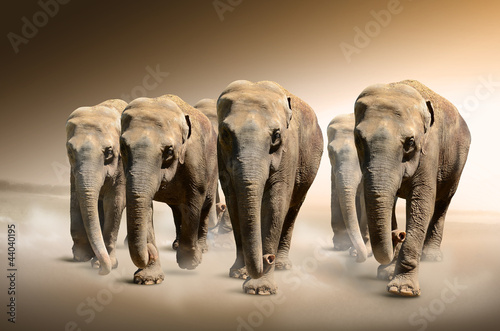 Fototapeta Herd of elephants