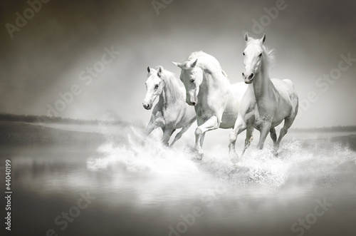 Stado białych koni galopujących przez wodę 