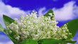 Video: Lily of the valley bouquet rotating on sky background Lily of the valley bouquet rotating on sky background