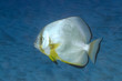 Fledermausfisch