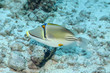 Drückerfisch