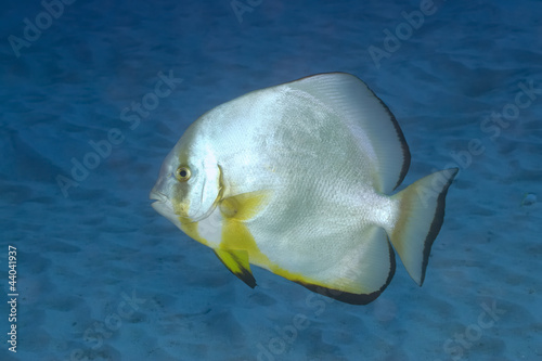 Photo: Fledermausfisch Fledermausfisch