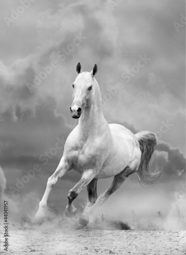 Photo: white horse in sunset white horse in sunset