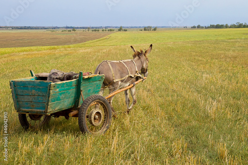 Photo: Donkey cart Donkey cart