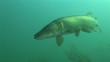 Video: Unterwasserwelt: Oerkhaussee, Deutschland Unterwasserwelt: Oerkhaussee, Deutschland