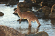 australian eastern grey kangaroo in water on beach, mackay