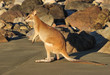 Australian agile wallaby on beach, cape hillsborough, mackay