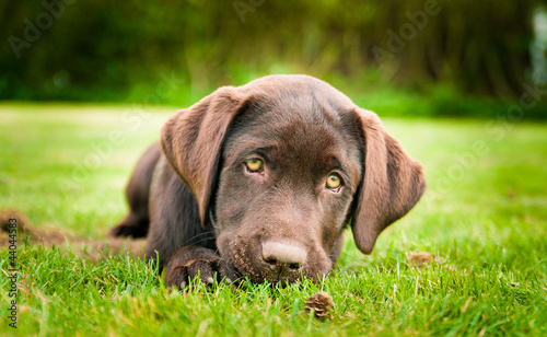 Photo: Puppy Puppy