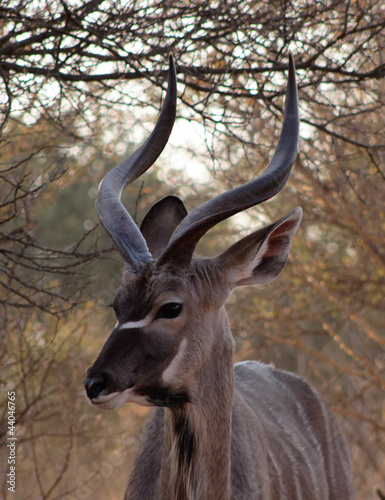 Photo: Kudu Under Bushveld Thorn Tree Kudu Under Bushveld Thorn Tree