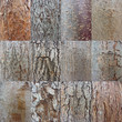 Baumrinden-Collage