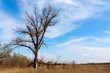 Photo: old tree on meadow old tree on meadow