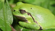 Europäische Laubfrosch - Hyla arborea in einer Seitenansicht
