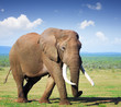 Elephant with large tusks