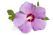 Hibiskus- Eibisch