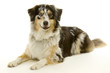Australian Shepherd