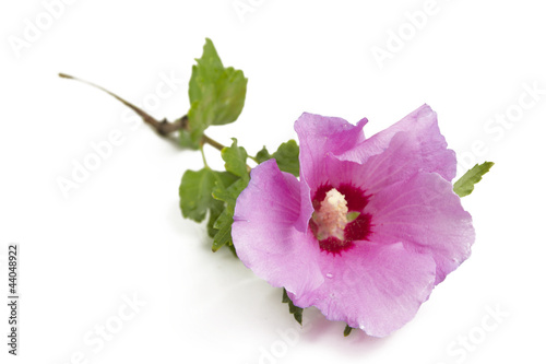 Photo: Hibiskus- Eibisch Hibiskus- Eibisch