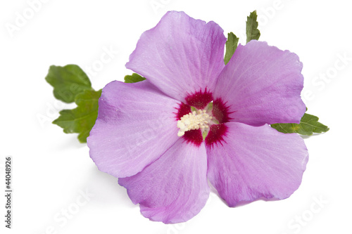 Photo: Hibiskus- Eibisch Hibiskus- Eibisch