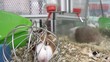 Video: guinea-pig guinea-pig