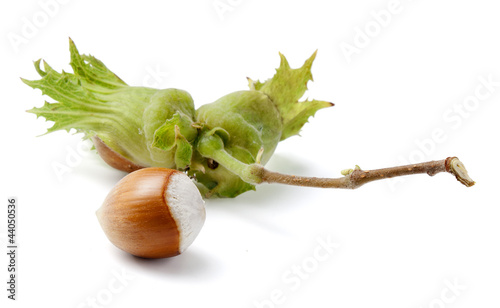 Photo: Hazelnut Hazelnut