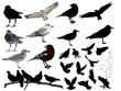 Set of 24 (twenty four) birds and silhouettes of birds