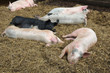 Schlafende Schweine