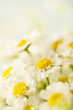 Beautiful daisies background