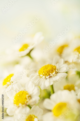 Photo: Beautiful daisies background Beautiful daisies background