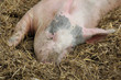 Schlafendes Schwein