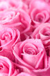 Pink roses