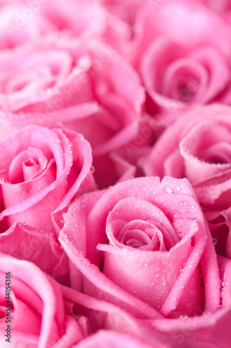 Photo: Pink roses Pink roses