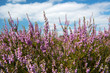 Heather flowers