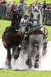 Photo: Sportkutsche im Wasser Sportkutsche im Wasser
