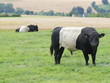 Belted Galloways am Dörnberg