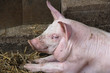 Schwein