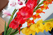 Gladiolus