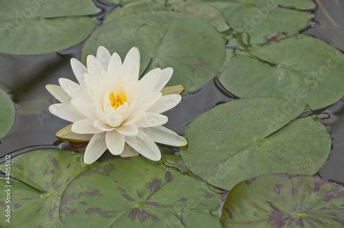 Photo: Water lily. Water lily.