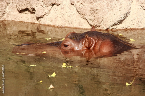 Foto: Hippopotamus Swimming In Zoo Enclosure Hippopotamus Swimming In Zoo Enclosure