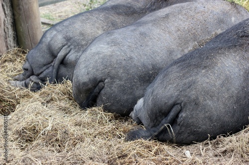 Photo: Drei Hängebauchschweinpopos Drei Hängebauchschweinpopos